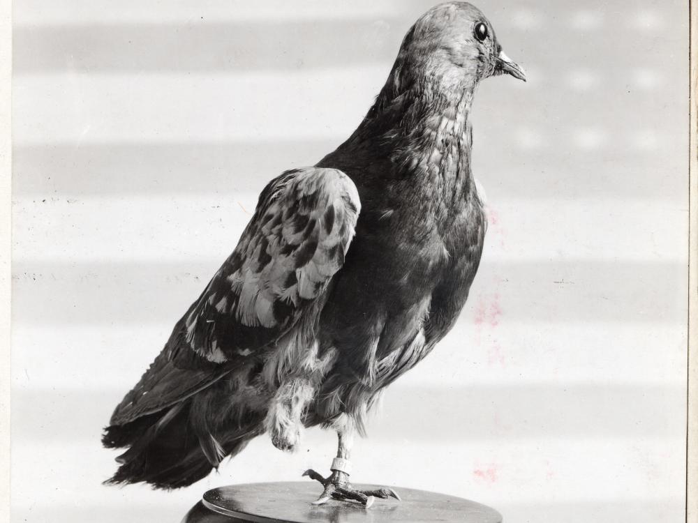 Black and white side view of a pigeon used in World War II to carry messages. 