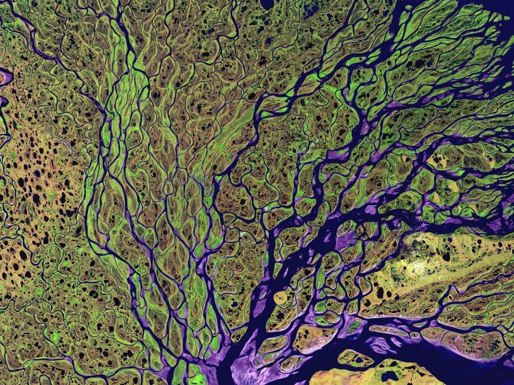 False color image of river delta from above. Delta appears in green and yellow, water appears in purple.