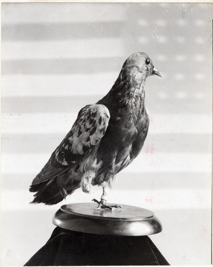 Cher Ami a WWI Homing Pigeon