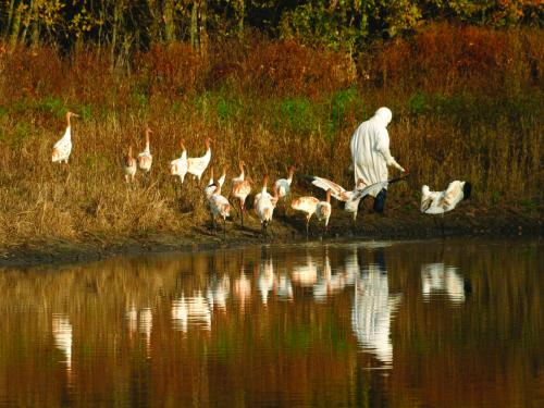 A person dressed in a white smock and hood is followed by about 15 young cranes near a pond in a wooded area.