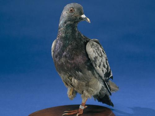 A Pidgeon with one foot stands on a wooden platform.