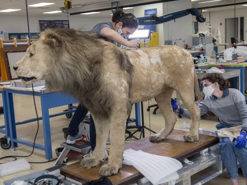 A person working on a taxidermy lion in an interior facility.