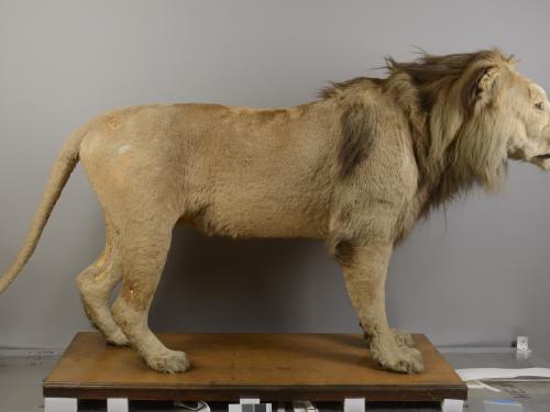 A taxidermy lion photographed from a side angle.