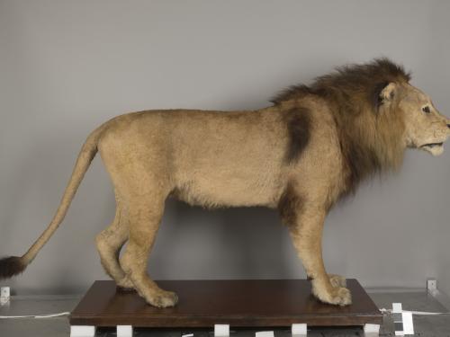 A taxidermy lion photographed from a side angle.