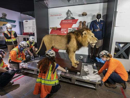 A group of museum staff in protective gear install a taxidermy lion in a gallery.