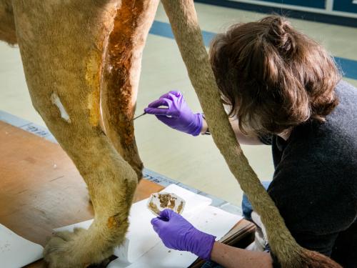 A person working on a taxidermy lion in an interior facility.