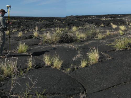 A field of Volcanic Rock Located in Hawaii