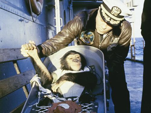 A U.S. Naval officer gives a chimpanzee a handshake following the chimpanzee's return from space.