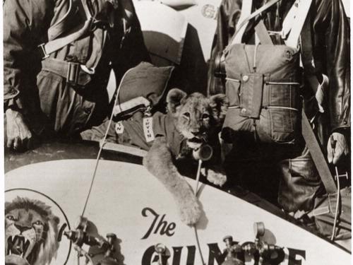 Two men in flight gear pose behind a lion cub at center, who also appears to be wearing flight gear.