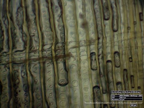 A microscopic view revealing the type of lumber on the Horten Ho 229 V3. The lumber has yellow or brown, thin lines with small circular shapes in between the lines.