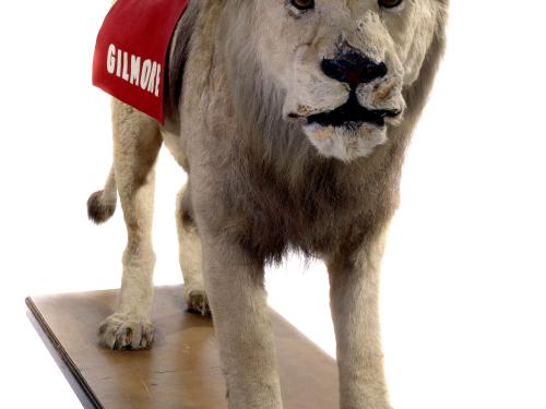 Taxidermied Lion on wooden stand facing forward with a red cape draped over its back with the name "Gilmore" in white letters. 