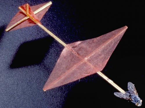 Insect-Powered Model Airplane