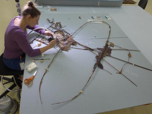Conservator works over a kite with tools. 