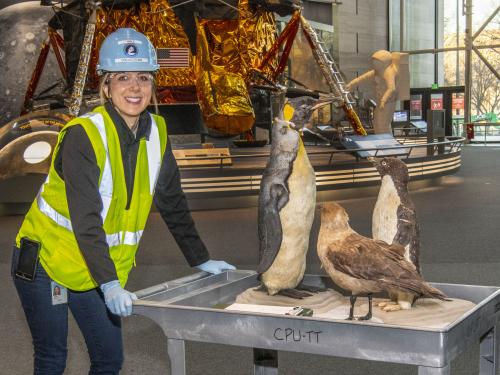 Museum’s collections team moving birds from the “Golden Age of Flight” exhibition