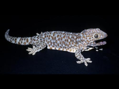 A video discussing the inspiration of geckoes in NASA's Jet Propulsion Laboratory.