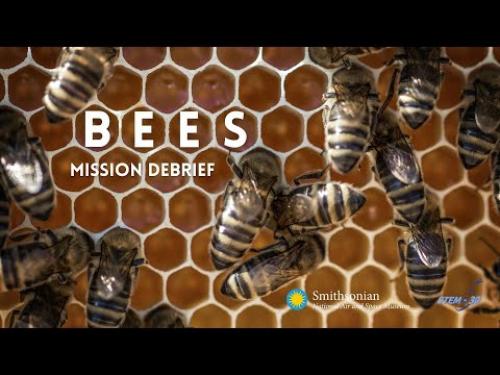 A video chat discussing bees and how they influence aviation.