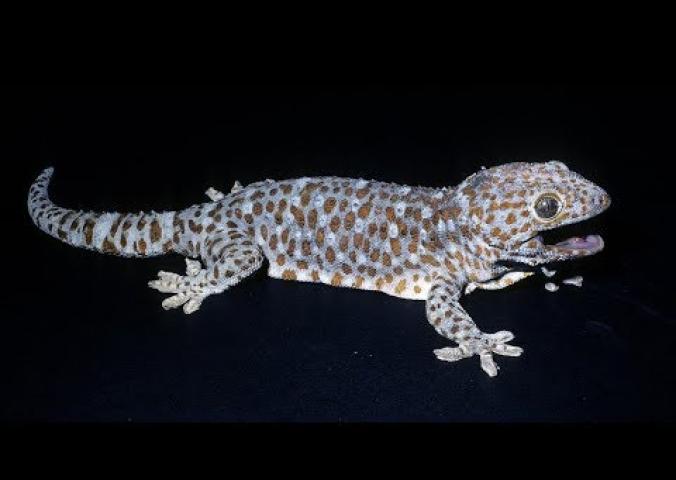 A video discussing the inspiration of geckoes in NASA's Jet Propulsion Laboratory.
