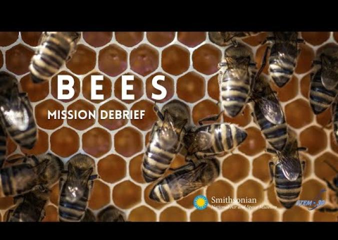 A video chat discussing bees and how they influence aviation.