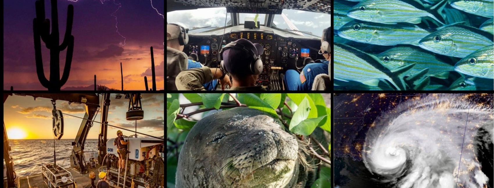 A photo collage showing a hurricane, a seal, a boat, fish, a lightning strike above a desert, and a cockpit of a plane.