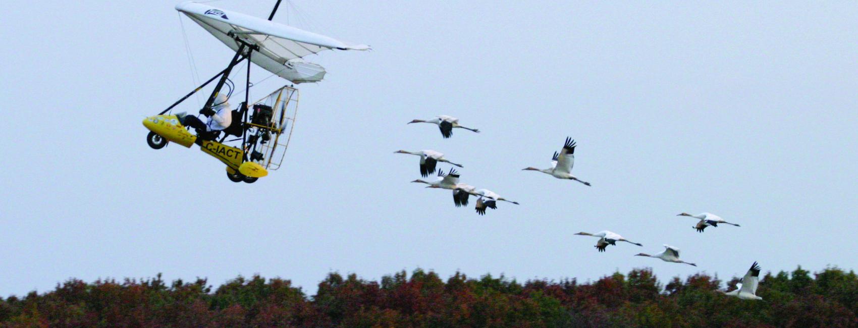 A person flying an ultralight craft is followed by a group of whooping cranes.