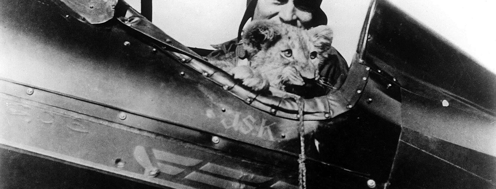 A small lion looks out from cockpit while sittting with pilot inside the open cockpit of an airplane