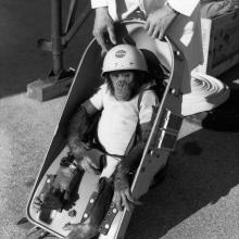 A chimpanzee in a helmet with the NASA logo on it, sits in a small car-seat link apparatus. 