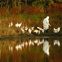 A person dressed in a white smock and hood is followed by about 15 young cranes near a pond in a wooded area.