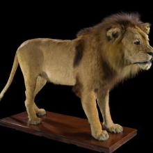 A taxidermy lion standing on a wooden stand as seen from the side.