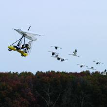 A person flying an ultralight craft is followed by a group of whooping cranes.