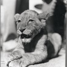 A lion cub laying down with his front paws crossed and his mouth slightly open.