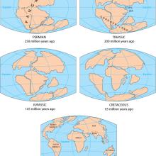 Five maps of the Earth, each showing a different point in the past when the land on Earth was in different shapes, starting with Pangea.