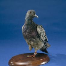 A Pidgeon with one foot stands on a wooden platform.