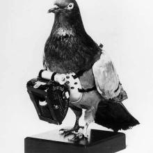 A pigeon mounted to a wooden stand that has a small camera strapped around it.