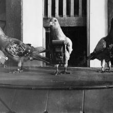 The pigeons atop a barrel standing next to each other. Each bird has a camera strapped to its chest.