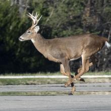 A deer is seen in action running across a field.