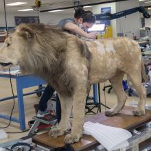 A person working on a taxidermy lion in an interior facility.