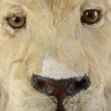 Closeup of the face of a taxidermy lion.