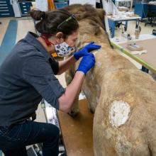 A person working on a taxidermy lion in an interior facility.