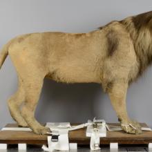 A taxidermy lion photographed from a side angle.