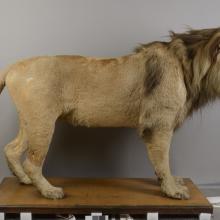 A taxidermy lion photographed from a side angle.