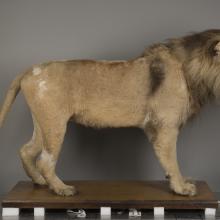 A taxidermy lion photographed from a side angle.