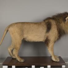 A taxidermy lion photographed from a side angle.