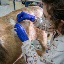 A person working on a taxidermy lion in an interior facility.