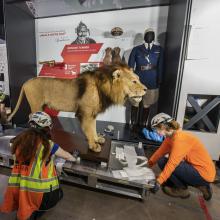 A group of museum staff in protective gear install a taxidermy lion in a gallery.