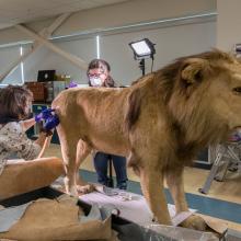 Two individuals working on a taxidermy lion in an interior facility.