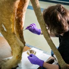 A person working on a taxidermy lion in an interior facility.