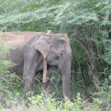 An elephant among trees with a collar on its neck.