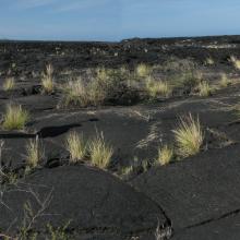 A field of Volcanic Rock Located in Hawaii