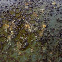 A section of a World War II era aircraft has dirt, grime, and preservatives built up on the surface.