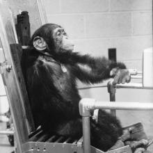 Chimpanzee Ham in Training